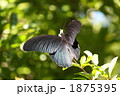 秋の樹木で漁るクロアゲハ