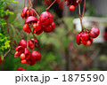 吊り花
