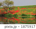津屋川堤防の彼岸花