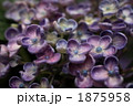 1875958
