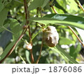 自然薯のむかご