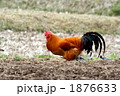 名古屋コウチン