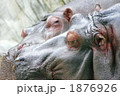 かばの昼寝