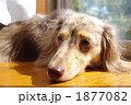 素材ナンバー 1877082 : 「無題」 素材ナンバー 1877082 : 「無題」