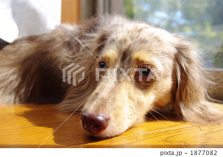 ミニチュアダックス ダップル 犬