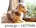 ダップル ミニチュアダックス 犬