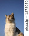 見上げる野良猫