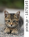 野良の子猫待機