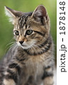 野良の子猫たそがれ