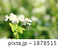秋ソバの花