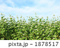 秋ソバの花