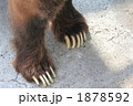 ヒグマの爪