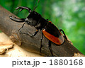 ワラストンツヤクワガタ
