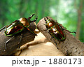 ニジイロクワガタ