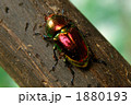 アウラタキンイロクワガタ