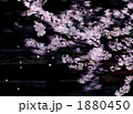 狂い咲き 狂い咲き