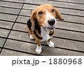 笑う犬