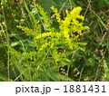 秋の花セイタカアワダチソウ