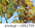 にがうり