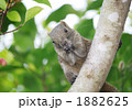 タイワンリス