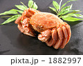 素材ナンバー 1882997 : 「毛蟹」