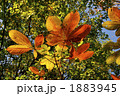 紅色に染まりつつある黄葉