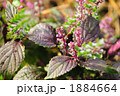 赤紫蘇の実と花