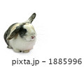 うさぎ