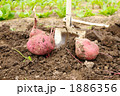 芋掘り