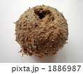 苔玉