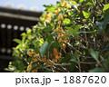 1887620