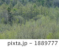上高地の春　新緑の頃