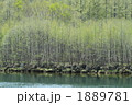 上高地の春　新緑の頃