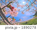 湖畔の桜