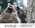 木を舐めるアライグマ