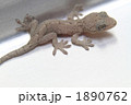 ヤモリ
