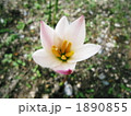 満開前はちょっと紫？