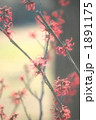 春のおとずれ