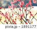 春のおとずれ