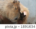 1891634