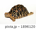リクガメ