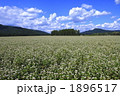 音威子府村の蕎麦畑