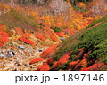 紅葉の乗鞍高原