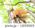 1899069