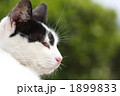 野良猫の横顔