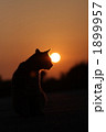 夕日シルエットの猫