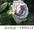 1900214