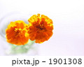 1901308