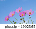 青空に咲くコスモス