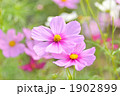 秋の花コスモス満開。